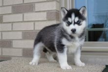 Siberian Husky Puppies with blue eyes