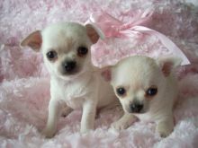 adorable tiny yorkie puppies for sale Image eClassifieds4U