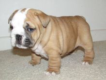 AKC Bulldogs puppies ready for new homes.Tel....Tel:6122931492