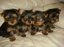 lovely yorkie pups available