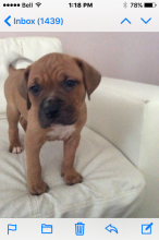 PITBULL PUPPIES FOR SALE