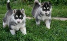 Registered Cute husky Pups For Adoption