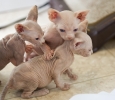 sweet and lovable Sphynx kittens available..Tel:6122931492
