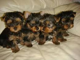 lovely yorkie pups available Image eClassifieds4u