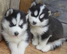 Excellent Siberian Husky Puppies Image eClassifieds4U