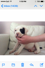 PITBULL PUPPIES FOR SALE Image eClassifieds4u 2