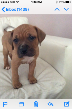 PITBULL PUPPIES FOR SALE Image eClassifieds4u 1