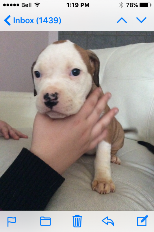 PITBULL PUPPIES FOR SALE Image eClassifieds4u