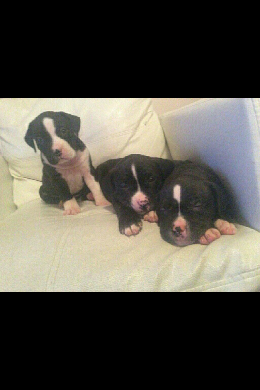 PITBULL PUPPIES FOR SALE Image eClassifieds4u