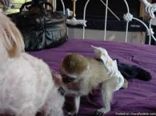 3 months old Male and female Capuchin monkeys ready for adoption