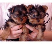 Charming T-Cup yorkie puppies Available