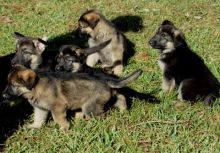 males and female German Shepherd puppies