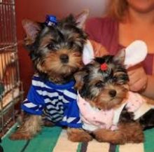 Standard size Teacup yorkie puppies available