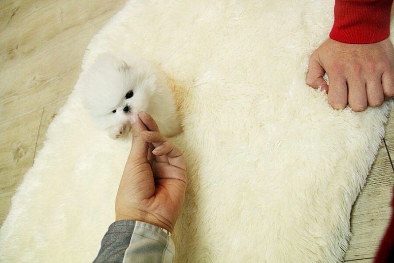 Adorable puppies Image eClassifieds4u
