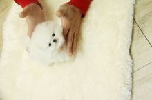 Adorable puppies Image eClassifieds4u 1