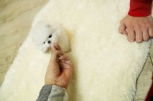 Adorable puppies Image eClassifieds4u 2