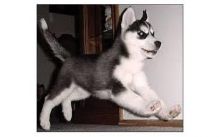 CUTE S.I.B.E.R.I.A.N H.U.S.K.Y Puppies (208) 437-5475