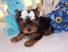 Cutest Teacup Yorkie puppies available