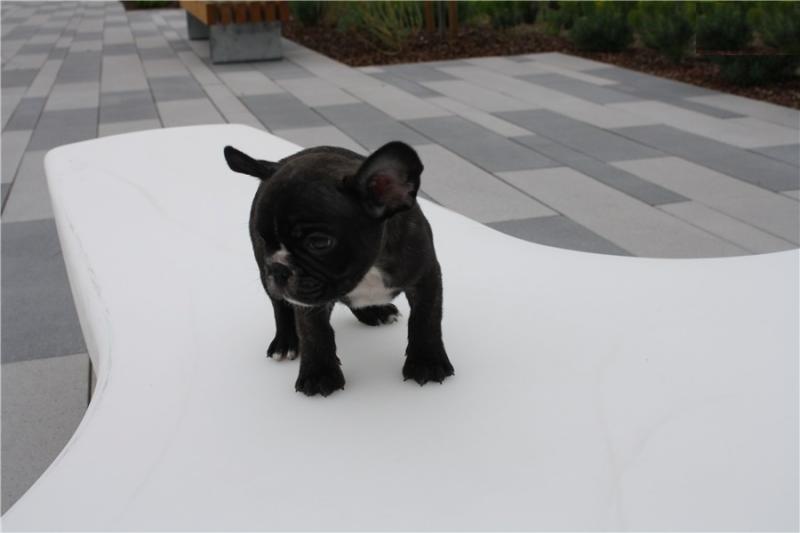 pets loving homes needed for our mini French Bulldog puppies Image eClassifieds4u
