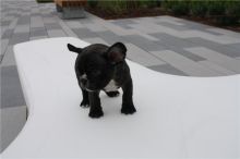 !!!!Adorable French bulldog puppies looking for a new home!!!! Text(313) 482-9956