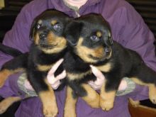 Baby Rottweiler puppies for adoption (218) 303-5958