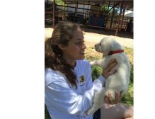 Gorgeous Labrador retriever puppies, 1 male and 1 female (218) 303-5958