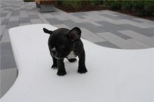 Healthy and Home Raised Potty Trained French Bulldog pups Available