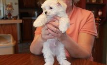 Nice looking Teacup Maltese Puppies Available