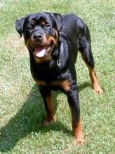 Potty trained Rottweiler puppies for pet lovers (218) 303-5958