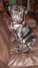 Pug for sale