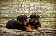 Rottweiler puppies with first set of shots for new home (218) 303-5958