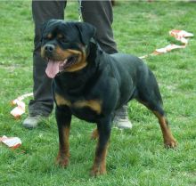 Vet checked Rottweiler puppies for new home(218) 303-5958