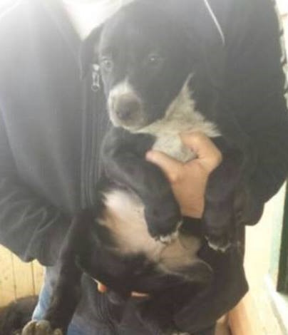 10 Week Male puppy Image eClassifieds4u