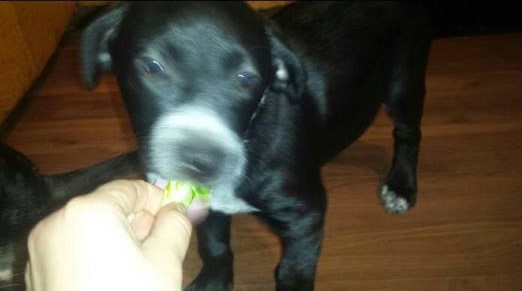 10 Week Male puppy Image eClassifieds4u