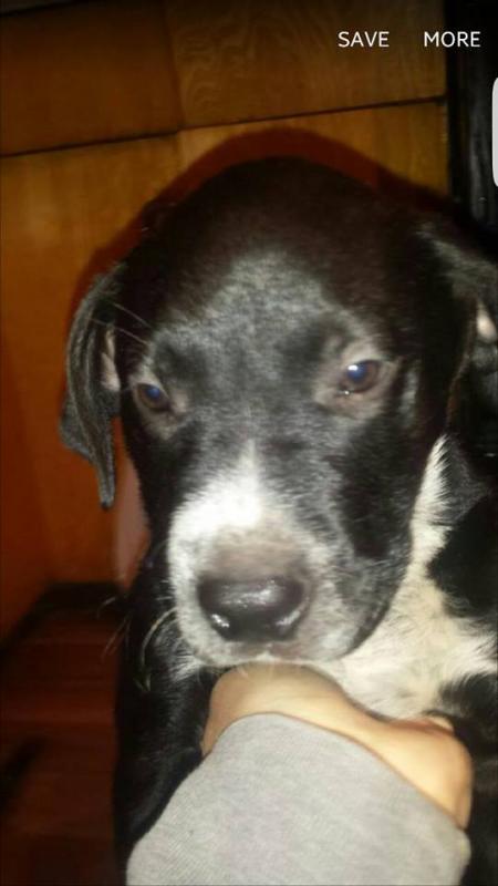 10 Week Male puppy Image eClassifieds4u