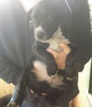 10 Week Male puppy Image eClassifieds4u 1