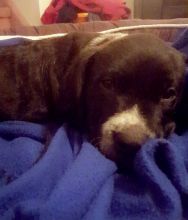 10 Week Male puppy Image eClassifieds4u 2