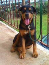 Potty trained Rottweiler puppies for pet lovers (218) 303-5958 Image eClassifieds4u 3