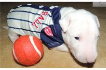 wow..bull terier available now for sale . Image eClassifieds4u 2