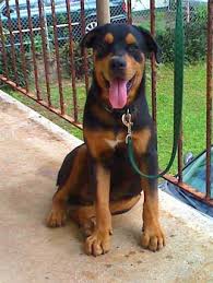 Potty trained Rottweiler puppies for pet lovers (218) 303-5958 Image eClassifieds4u