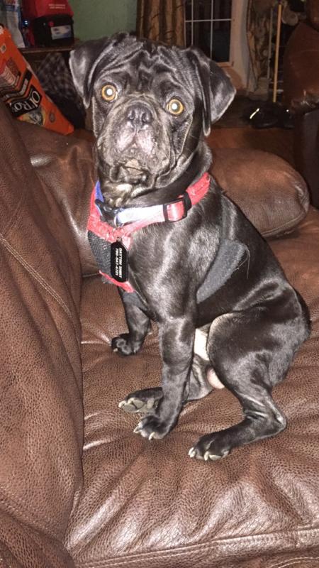 Pug for sale Image eClassifieds4u