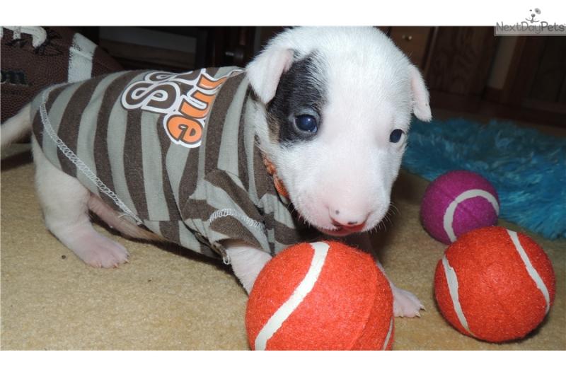 wow..bull terier available now for sale . Image eClassifieds4u