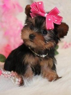 Cute Male and Female Yorkie Puppies for adoption(302) X307 X 1450 Image eClassifieds4u