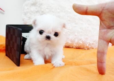 Maltese male and female Puppies for adoption Image eClassifieds4u