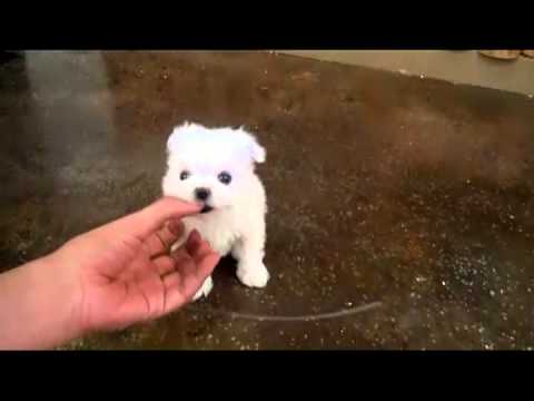 Maltese male and female Puppies for adoption Image eClassifieds4u