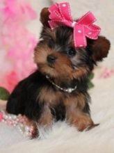 2 Yorkie Puppies Available for Re-homing (302) X307 X 1450