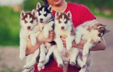 litter of AKC Siberian Husky puppies Sms 647-793-2917