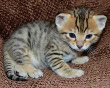 Adorable F1 Savannah kittens available for adoption(218) 303-5958