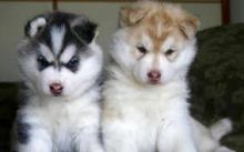 Cute Siberian husky puppies Sms 647-793-2917