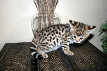 F1 Savannah kittens available for reservation (218) 303-5958